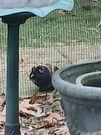 Goed huisje gezocht! 2 cavia mannen beren, Dieren en Toebehoren, Knaagdieren, Mei, Mannelijk, Cavia