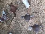 Kleurpostduiven, Meerdere dieren, Overige soorten