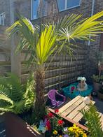 Palmboom, Ophalen, Halfschaduw, Lente, 100 tot 250 cm