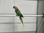 Alexander parkiet man, Dieren en Toebehoren, Vogels | Parkieten en Papegaaien, Mannelijk, Parkiet, Geringd