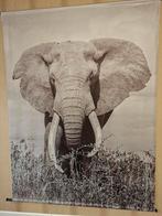 Wandkleed Olifant Grijs/Zwart - 130x170cm + Ophangsysteem, Ophalen