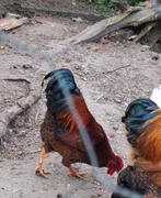 2 hanen, gratis mogen per stuk weg, Mannelijk, Kip