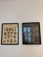 2 mooie botanische lijsten / schilderijen – set, Ophalen, Zo goed als nieuw, Hout, 50 tot 75 cm