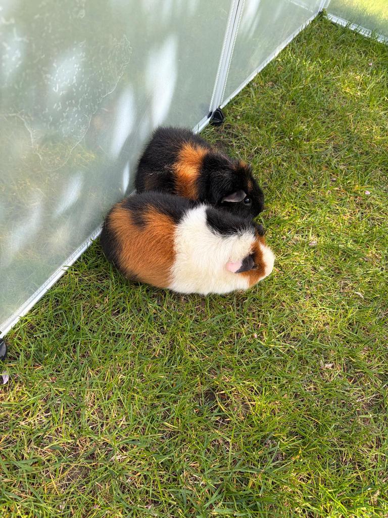 2 tamme cavia vrouwtjes / zeugjes 1 jaar oud, Dieren en Toebehoren, Cavia, April, Vrouwelijk, Tam