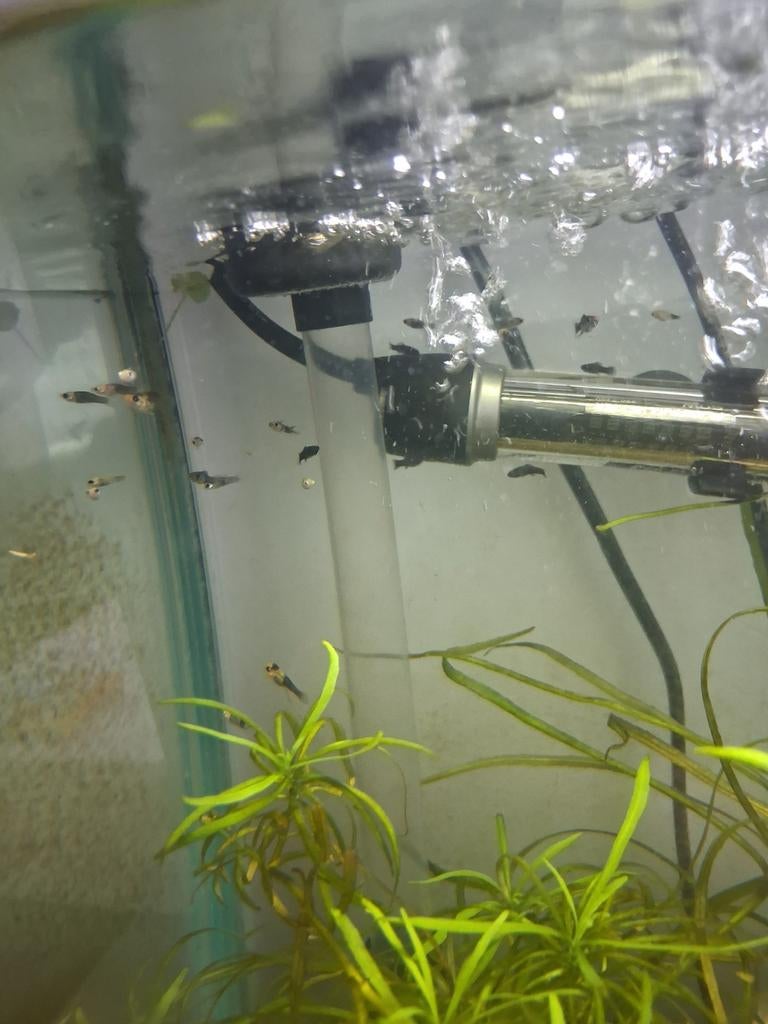 Balloon molly babies, Dieren en Toebehoren, Vis