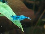 Mooie blauwe Neocaridina garnalen te koop, Dieren en Toebehoren, Kreeft, Krab of Garnaal