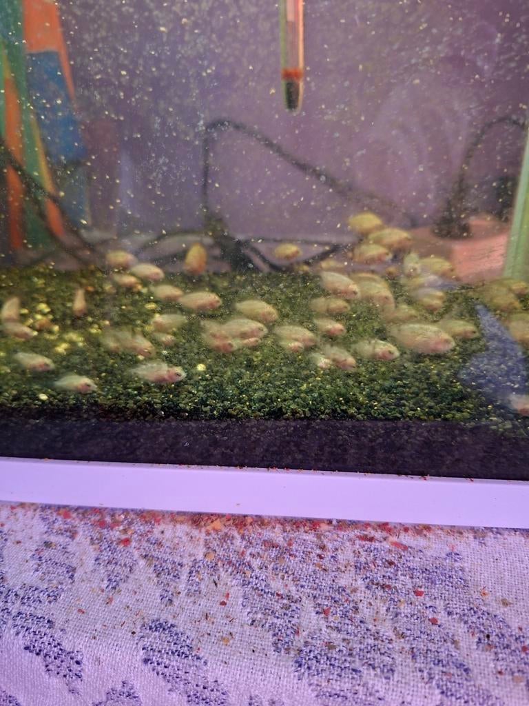 Platinum papagaai cichlide, Vis