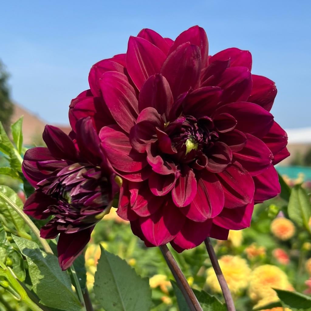 Dahlia knollen Admiral Rawlings te koop!, Ophalen of Verzenden, Voorjaar, Volle zon, Knol