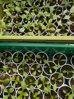 Dahlia, Tuin en Terras, Ophalen, Overige soorten, Volle zon