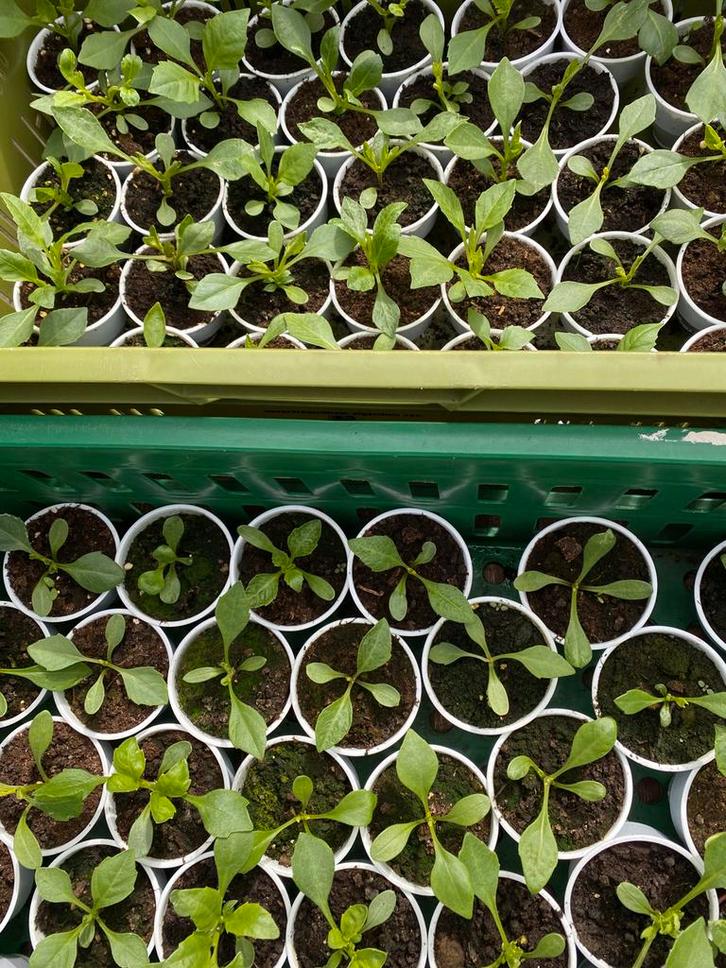 Dahlia, Tuin en Terras, Planten | Tuinplanten, Overige soorten, Volle zon, Ophalen