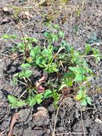 Wilde aardbei/bosaardbei, Ophalen, Overige soorten, Minder dan 100 cm