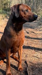 Mooie Rhodesian ridgeback dekreu, Reu, CDV (hondenziekte), 1 tot 2 jaar, Eén hond