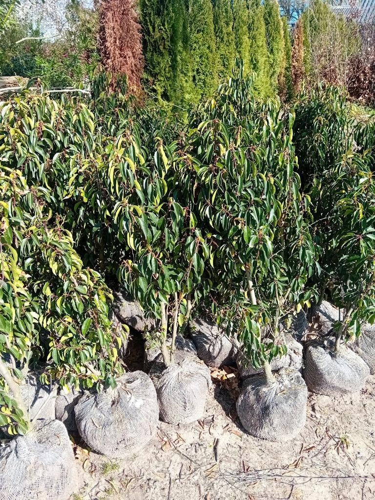 Prunus lusitanica 60-100 cm restpartij van circa 75 stuks, Tuin en Terras, Planten | Struiken en Hagen, Ophalen of Verzenden, Laurier