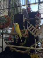 3 grasparkietjes zoeken een nieuwe huisje, Dieren en Toebehoren, Mannelijk, Parkiet