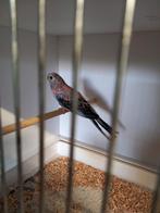 Gevraagt bourkes pop, Mannelijk, Parkiet