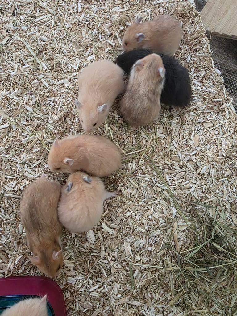 Goudhamster hamster, Dieren en Toebehoren, Knaagdieren, Hamster, Maart, Meerdere dieren, Tam