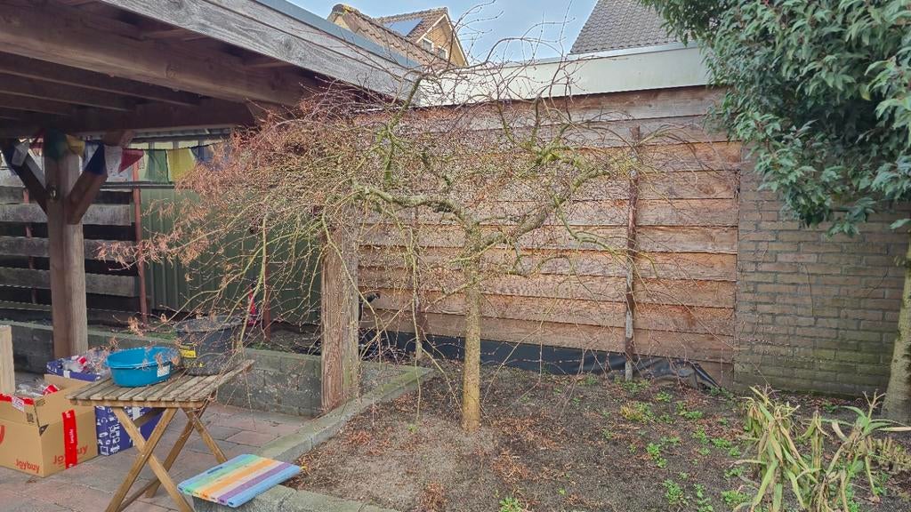 Grote Japanse Esdoorn, Tuin en Terras, Planten | Tuinplanten, Vaste plant, Bloeit niet, Halfschaduw, Ophalen