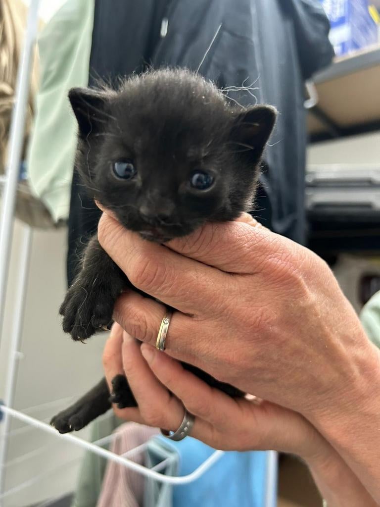 Prachtige kittens, Dieren en Toebehoren, Katten en Kittens | Raskatten | Korthaar