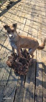 Prachtige Vos, Verzamelen, Dierenverzamelingen, Ophalen of Verzenden, Zo goed als nieuw, Wild dier, Opgezet dier