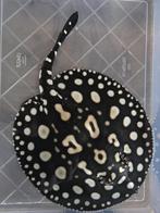 Potamotrygon Black Diamond  (4st), Vis