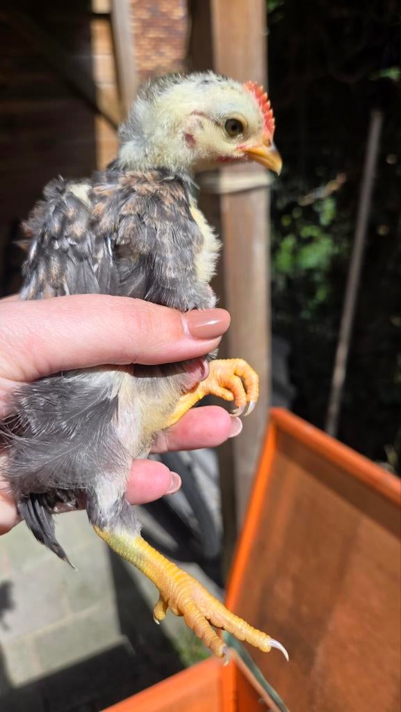 Gratis kuikens, Meerdere dieren, Kip