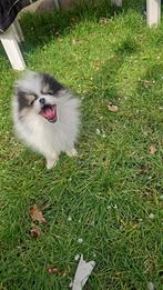 Pomeriaan pups, Dieren en Toebehoren, Particulier, 8 tot 15 weken, Buitenland, Parvo