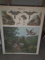 vintage antieke schoolplaten lithodruk op stevig karton, Antiek en Kunst, Antiek | Schoolplaten, Ophalen of Verzenden, Natuur en Biologie