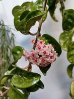 Hoya stekjes! Hoya Sunrise, Globulosa, Parasitica etc., Huis en Inrichting, Kamerplanten, Ophalen of Verzenden, Halfschaduw, Minder dan 100 cm