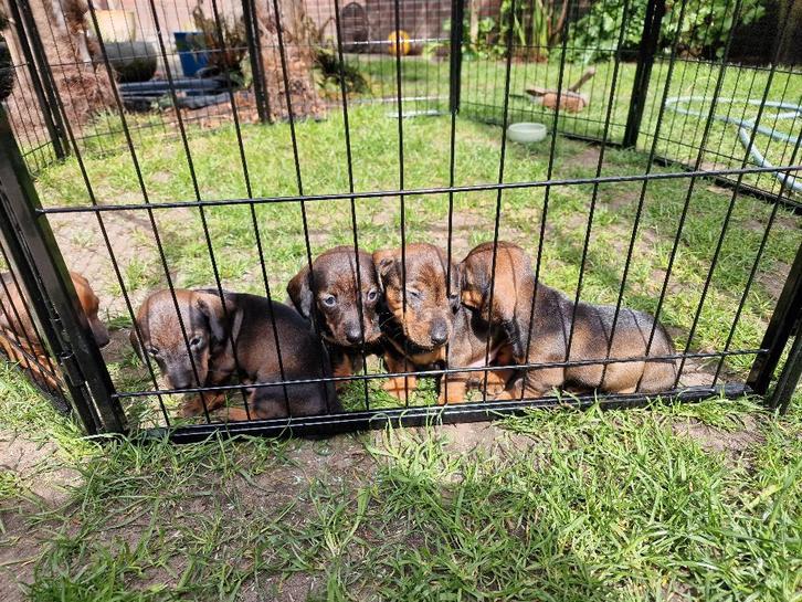 Prachtige dwerg teckel pups, Dieren en Toebehoren, Honden | Teckels en Dashonden, Teef, Korthaar, Dwerg, Particulier, Meerdere