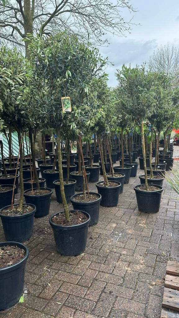 Olijfbomen 180cm, Tuin en Terras, Planten | Bomen, Overige soorten, 100 tot 250 cm, Zomer, Ophalen