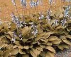 Hosta vaste plant  groen paarse/lila bloem 4 voor 5.00 euro, Bodembedekkers, Vaste plant, Ophalen of Verzenden, Halfschaduw