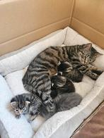 Europese korthaar kittens, Dieren en Toebehoren, Kater, Ontwormd, 0 tot 2 jaar