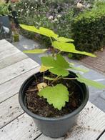 Vijg, Minder dan 100 cm, Volle zon, In pot, Ophalen of Verzenden