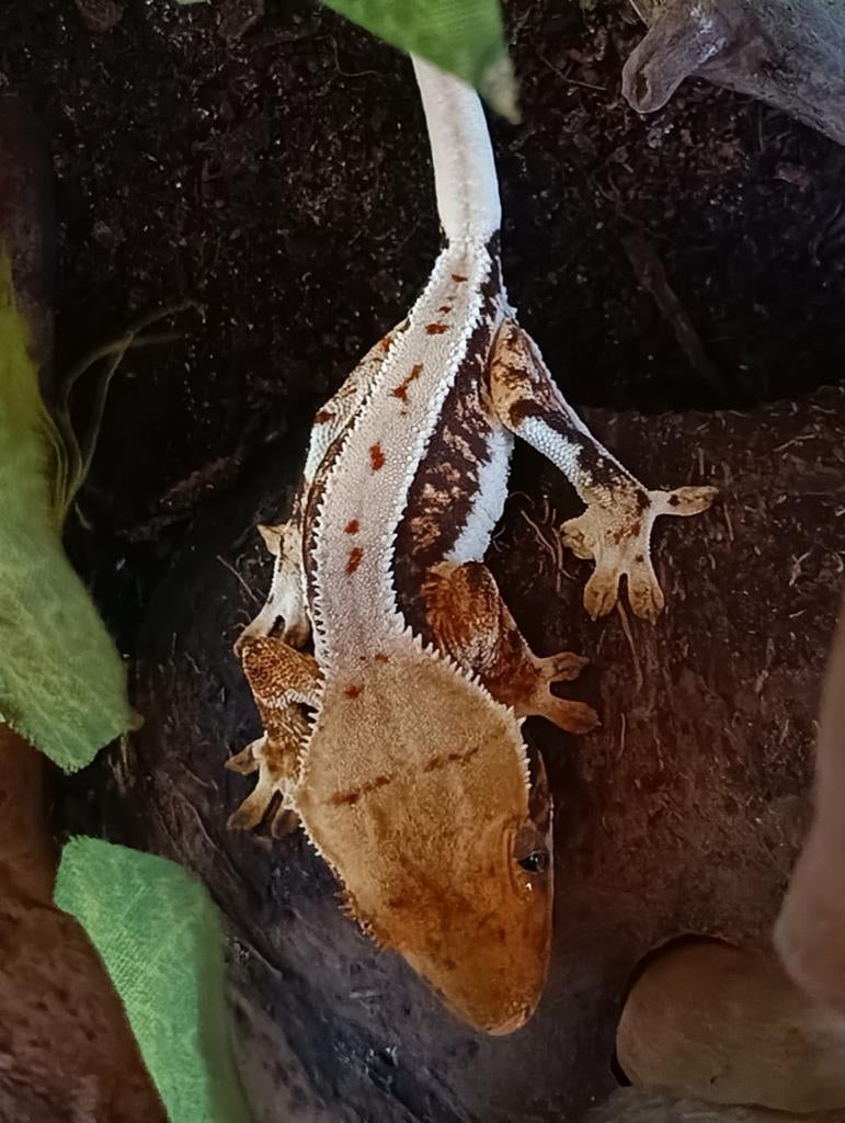 Wimpergekko nakweek 2025 LW Crested Gecko - female for sale from Sabrina