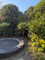 Bol laurierkers op stam, Tuin en Terras, Lente, 100 tot 250 cm, Ophalen, Volle zon