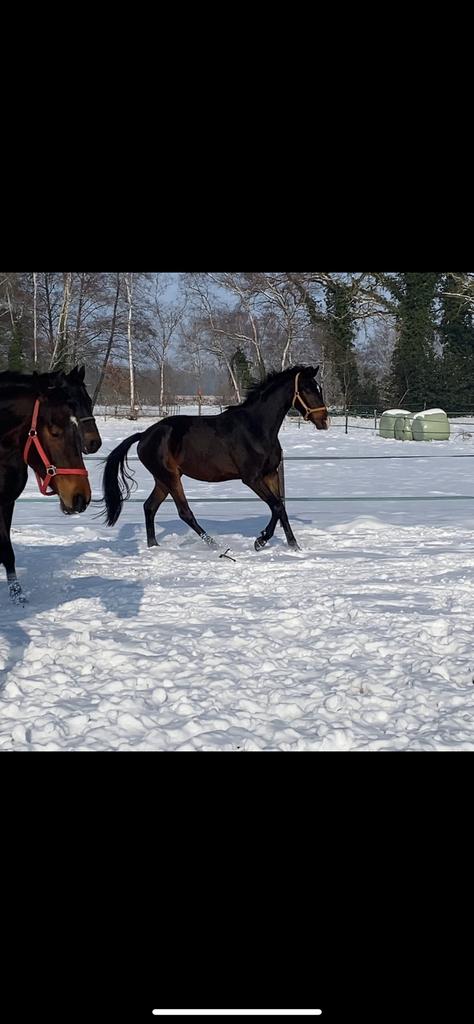 3 jr ruin, Dieren en Toebehoren, Ruin, Dressuurpaard, 3 tot 6 jaar