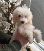 Schattige witte toy poedel pup te koop, Poedel, 8 tot 15 weken, Teef, Meerdere
