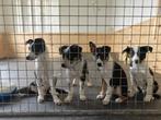 Bordercollie pups/ border collie pups met isds stamboom., Dieren en Toebehoren, Parvo, Sheepdog, Reu, 8 tot 15 weken