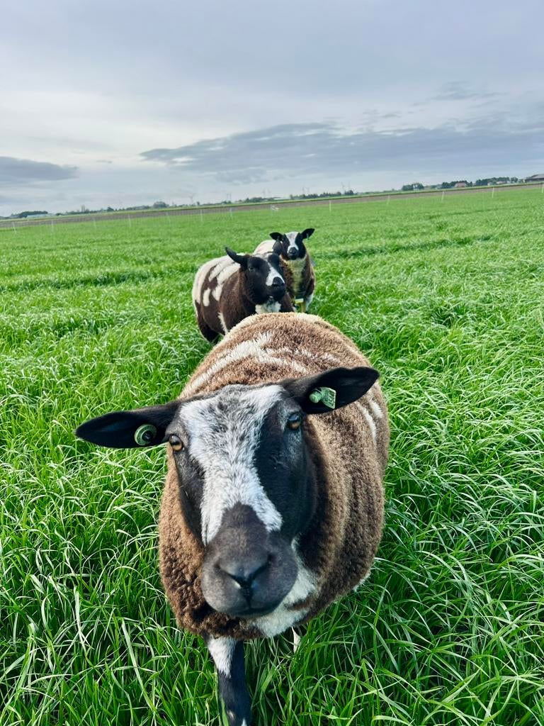 Bonte schaap ongewassen wol, Ophalen, Spinwol