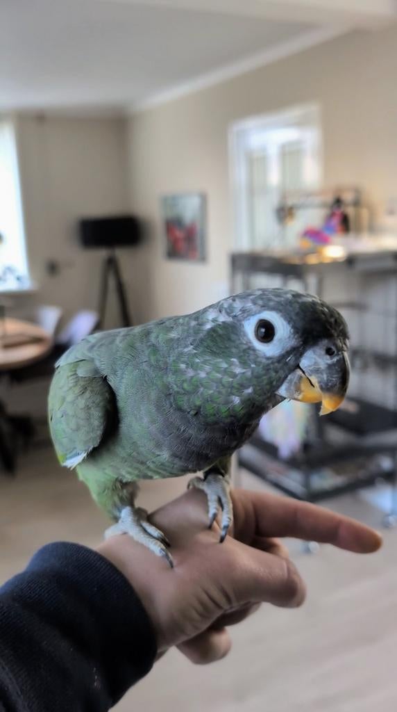 Handtamme Pionus Maximiliani met accessoires (2025), Vrouwelijk, Papegaai, Tam