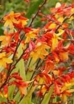 Montbretia Crocosmia, Ophalen, Overige soorten, Volle zon