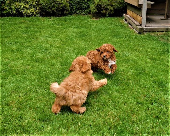 Hele Leuke Maltipoo pups te koop, Dieren en Toebehoren, Honden | Chihuahua's en Gezelschapshonden, Meerdere dieren, Poedel, Fokker | Professioneel