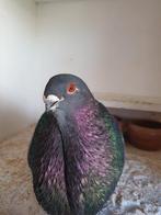 Canaria doffer wegens niet nakomen afspraak zonder bericht, Mannelijk, Kropper