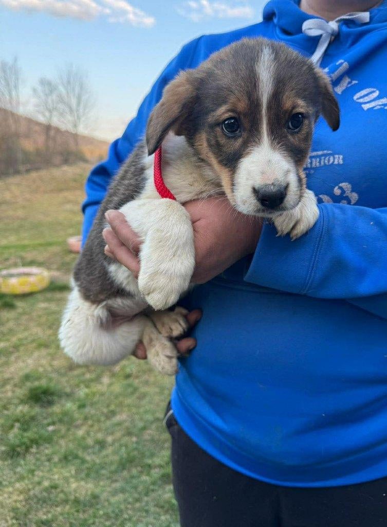 Dazzle – een lief en rustig meisje, Dieren en Toebehoren, Honden | Niet-rashonden, Klein, Teef, Particulier, Eén hond, Buitenland