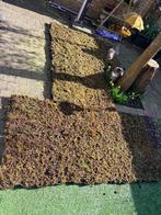 GRATIS 20 cassettes Groen Dak 7,5m2, Ophalen, Bodembedekkers, Volle zon