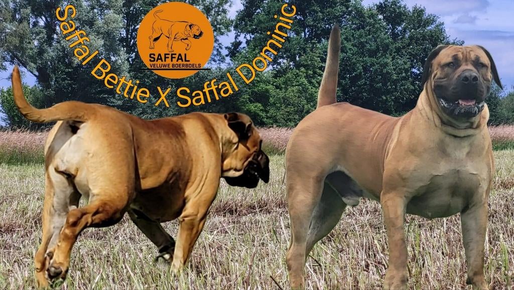 Raszuivere Boerboel pups met stamboom, Dieren en Toebehoren, Honden | Bulldogs, Pinschers en Molossers, Overige rassen, 8 tot 15 weken