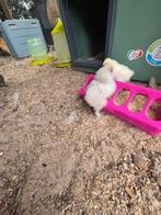 Usa zijdehoen kuikens, Dieren en Toebehoren, Pluimvee, Meerdere dieren, Kip