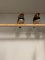 zebravink mannetjes, Mannelijk, Tropenvogel