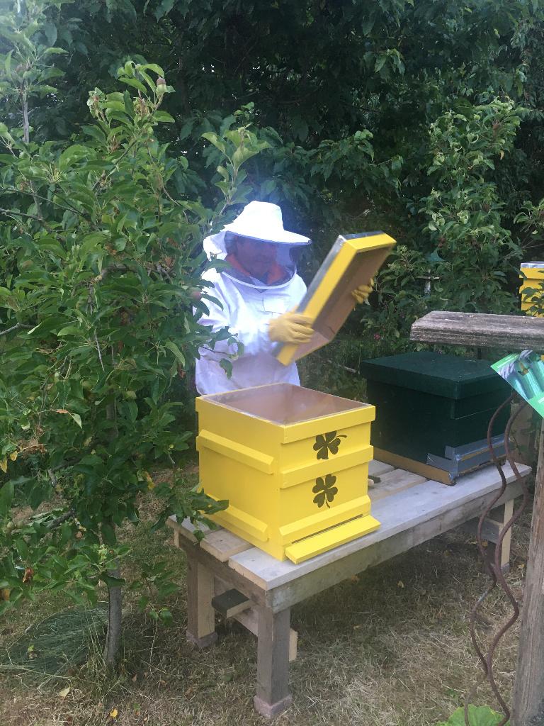 Bijenvolk, Dieren en Toebehoren, Bijen