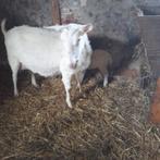 Geit en lam te koop, Dieren en Toebehoren, Vrouwelijk, Geit